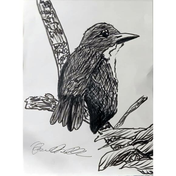 White Breasted Thrasher Bird St Lucia Endangered 9x12 Inch Original Ink Drawing - Picture 2 of 3
